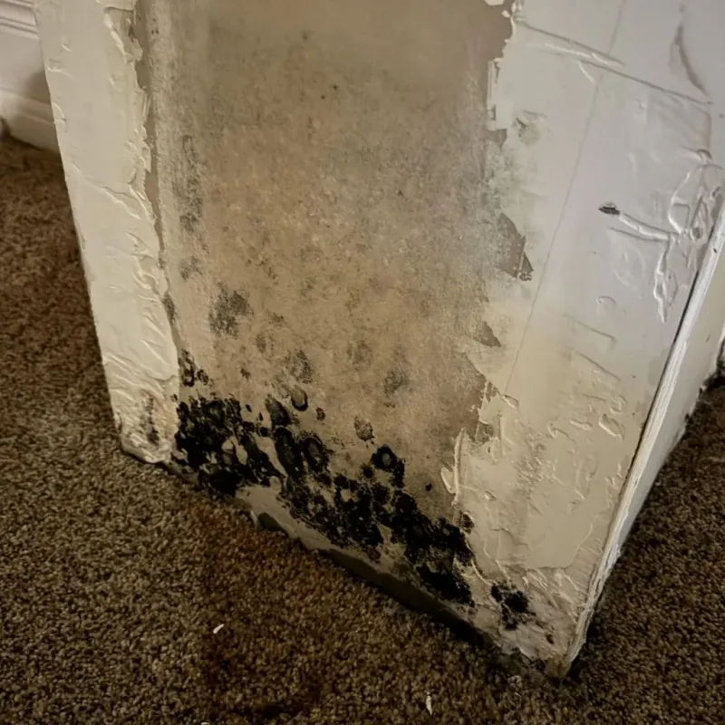 Professional Mold Removal in Claycomo, MO